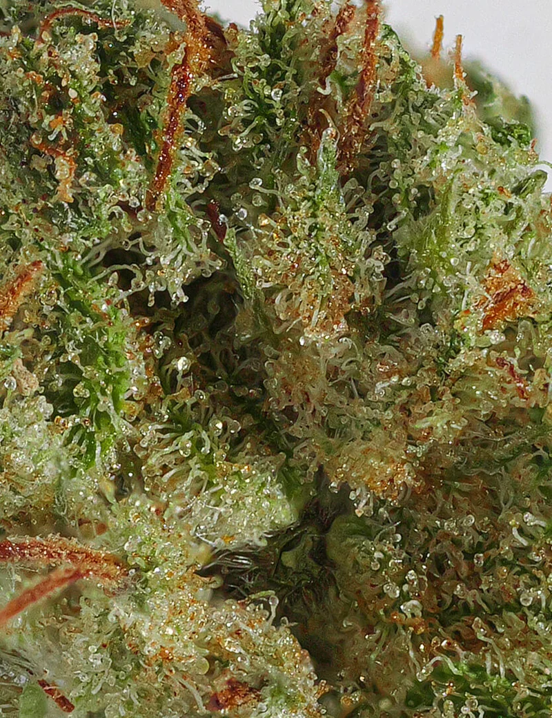 Lemon Small Buds CBD