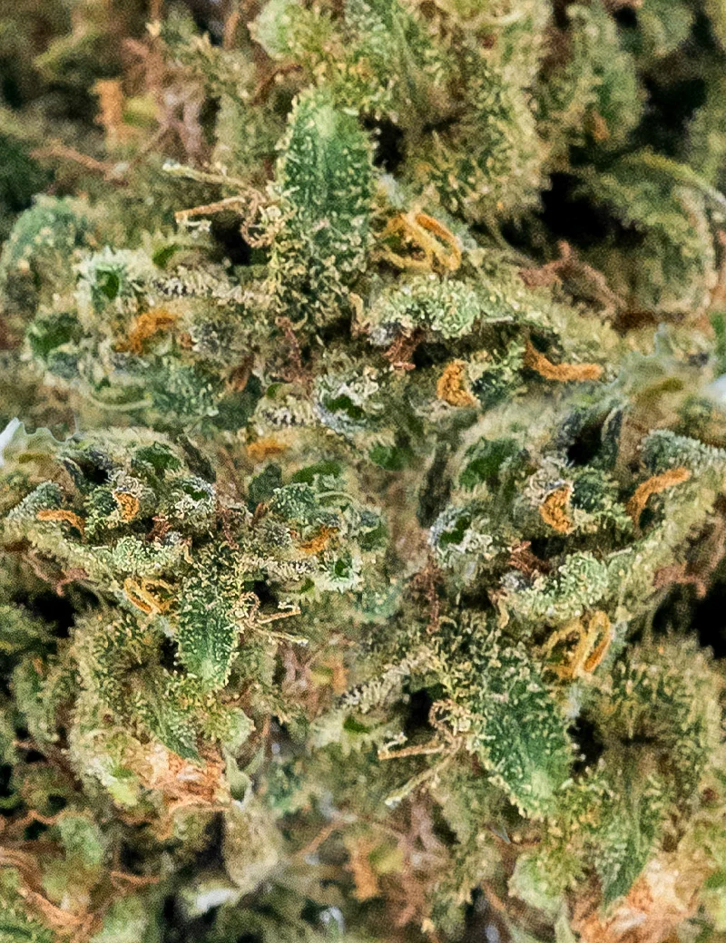 Super Skunk CBD