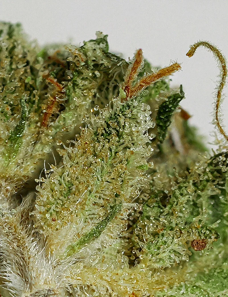 OG Kush CBD
