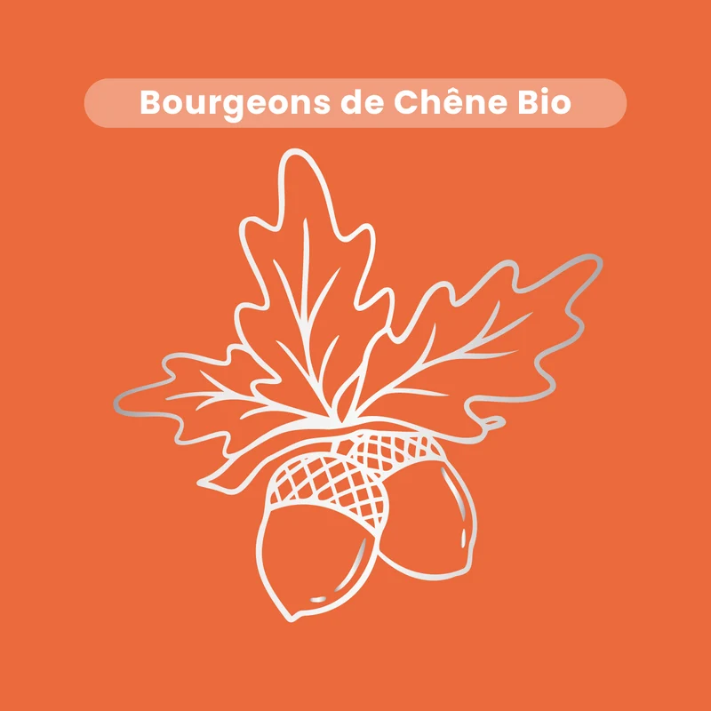 Macérat de Bourgeons - Chêne Bio