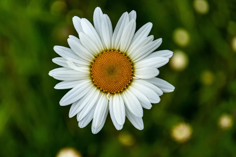 La phytothérapie