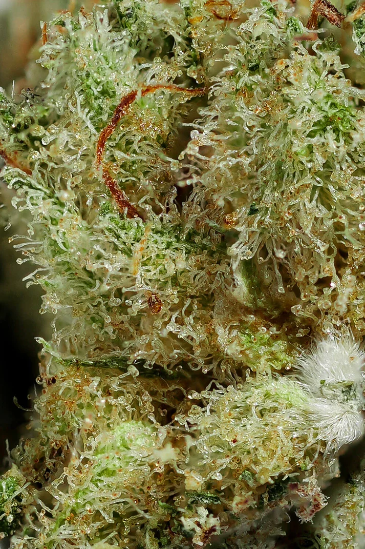 Kryptonite CBD