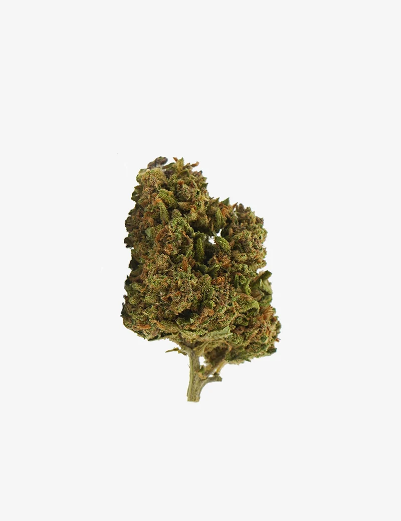 Tropical Haze CBD