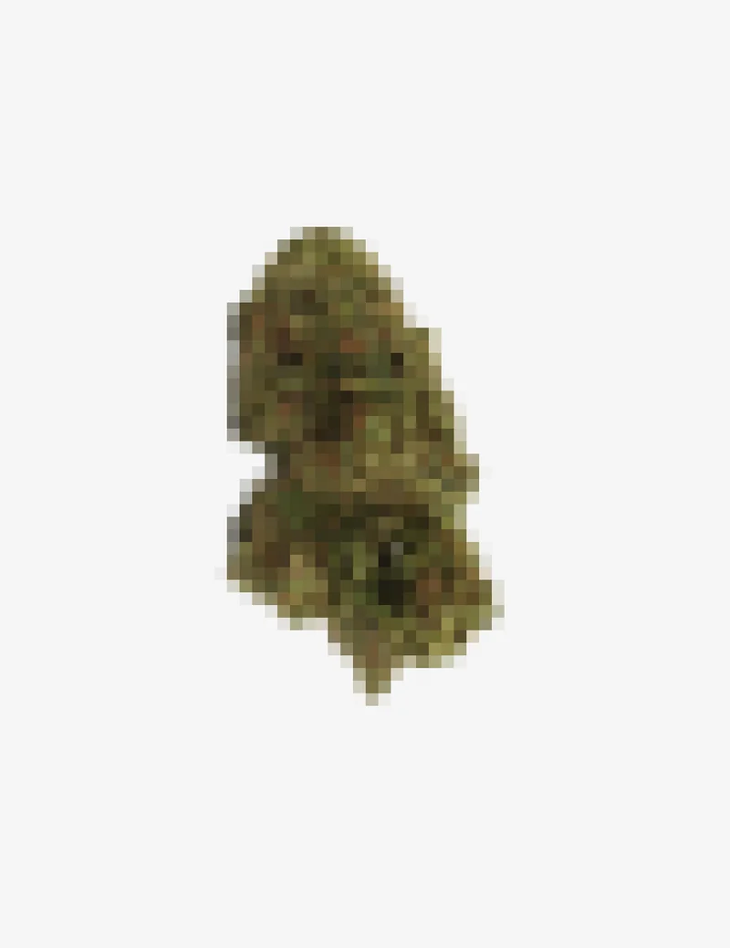 Fleur du mois CBD