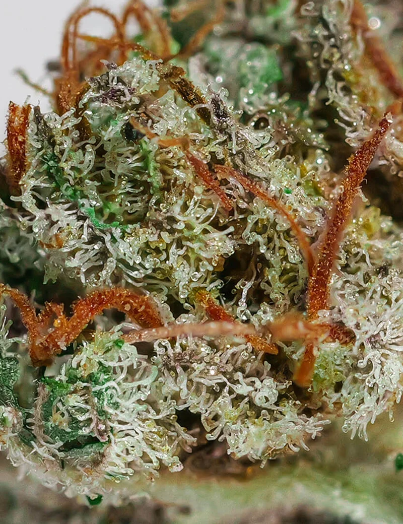 Master Kush CBD