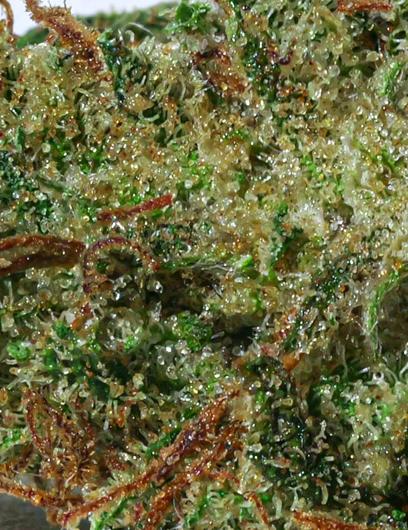 Amnesia 2.0 CBD
