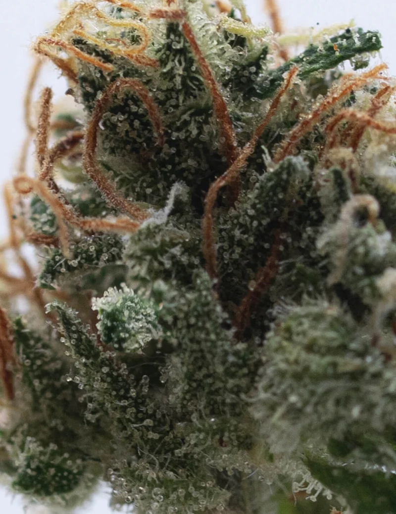 Jamaïcan Haze CBD