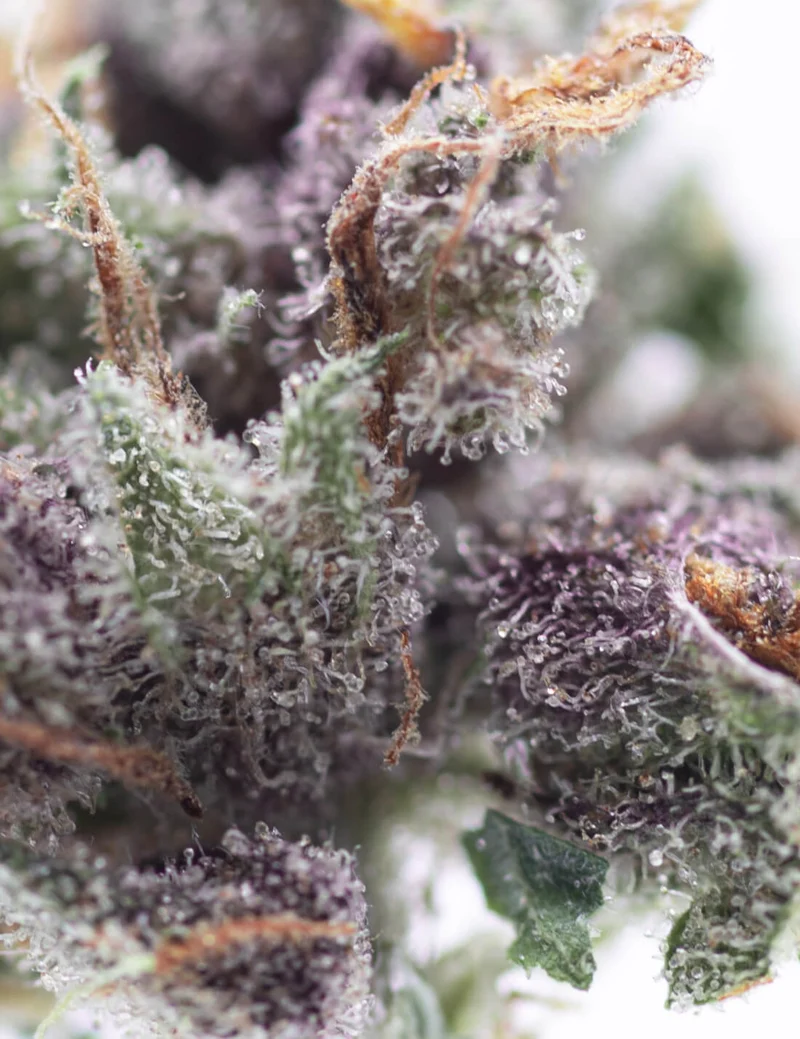 Zoap CBD
