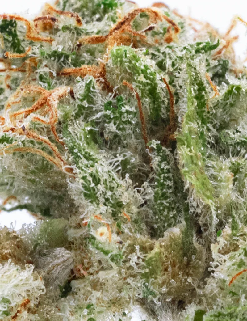 Lemon Pie CBD