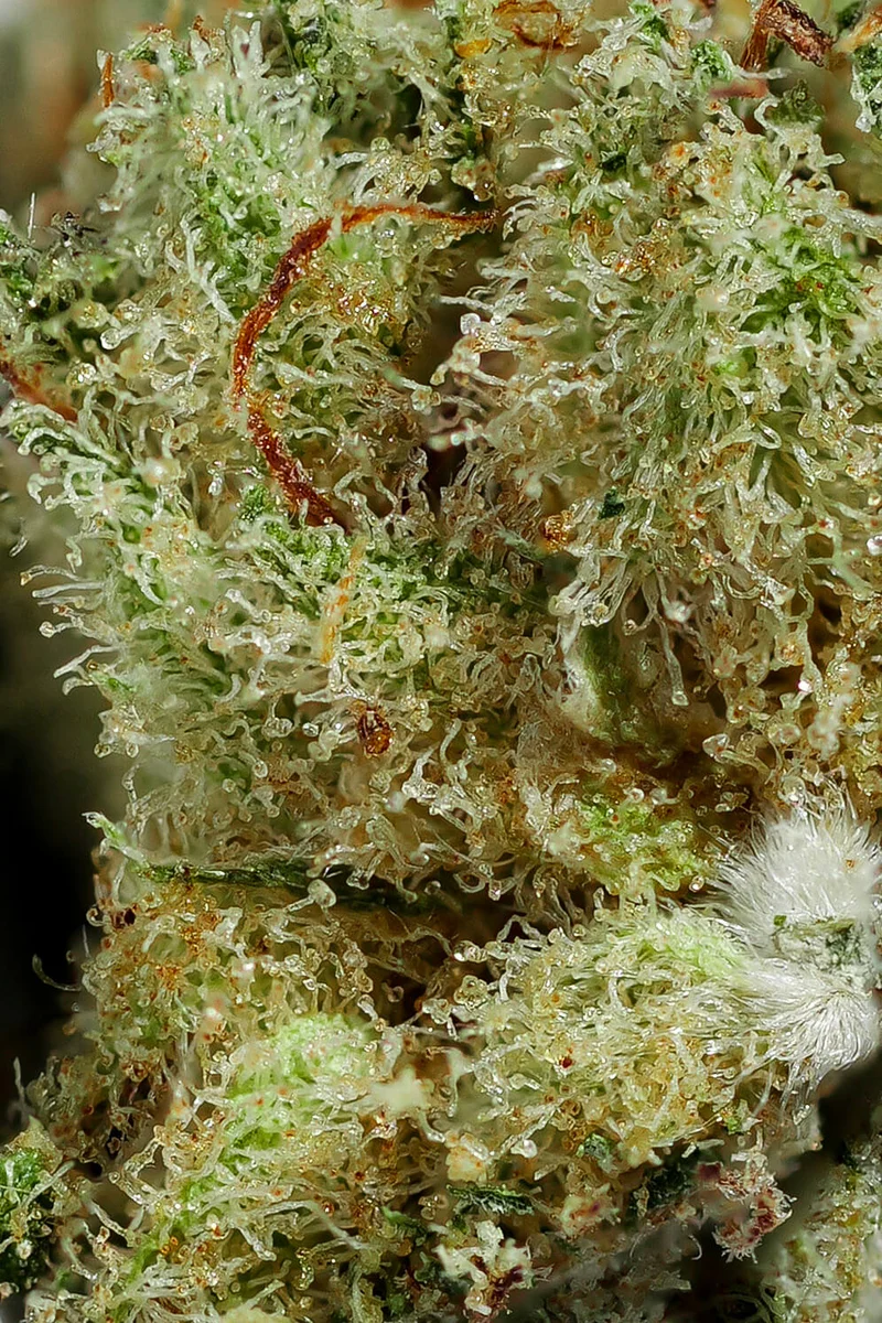 Emerald Triangle CBD
